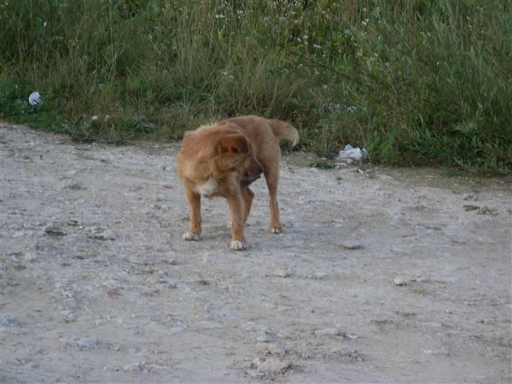 Ferie i Bosnien og kroatien - Medlem af en hel lille hundefamilie vi så i Bosnien billede 53