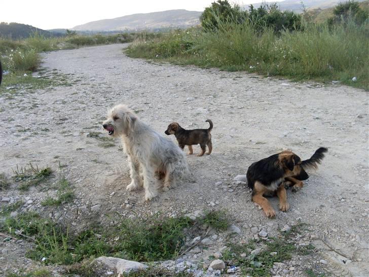 Ferie i Bosnien og kroatien - Medlemmer af en hel lille hundefamilie vi så i Bosnien billede 54