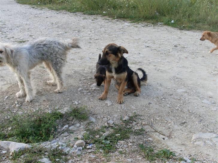 Ferie i Bosnien og kroatien - Medlemmer af en hel lille hundefamilie vi så i Bosnien billede 55