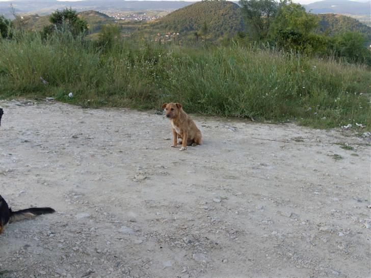 Ferie i Bosnien og kroatien - Medlem af en hel lille hundefamilie vi så i Bosnien billede 56