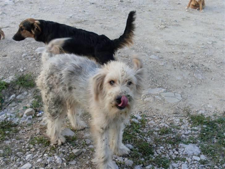 Ferie i Bosnien og kroatien - Medlemmer af en hel lille hundefamilie vi så i Bosnien, den var godt nok beskidt og ussel at se på :/ billede 57