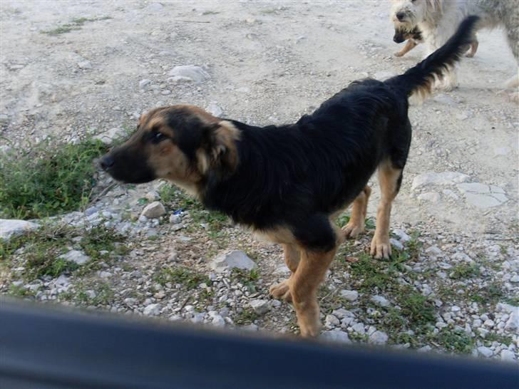 Ferie i Bosnien og kroatien - Snuse snuse billede 58