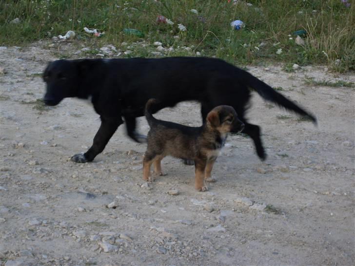 Ferie i Bosnien og kroatien - Den var SÅ sød den bette :) billede 59