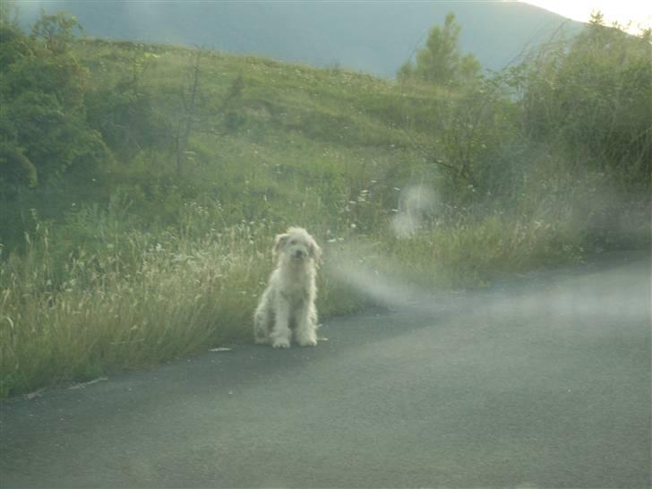 Ferie i Bosnien og kroatien billede 60