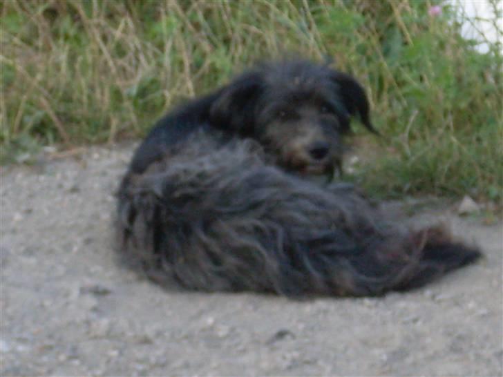 Ferie i Bosnien og kroatien - Den lå helt for sig selv på en ensom vej :( billede 61