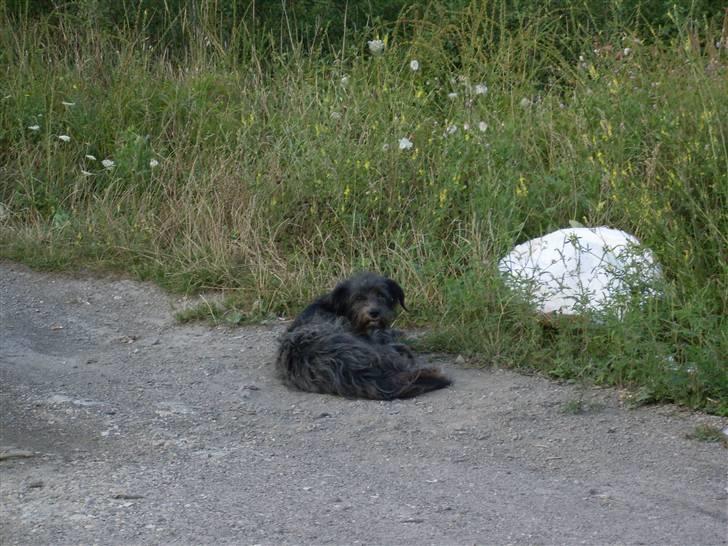 Ferie i Bosnien og kroatien billede 62