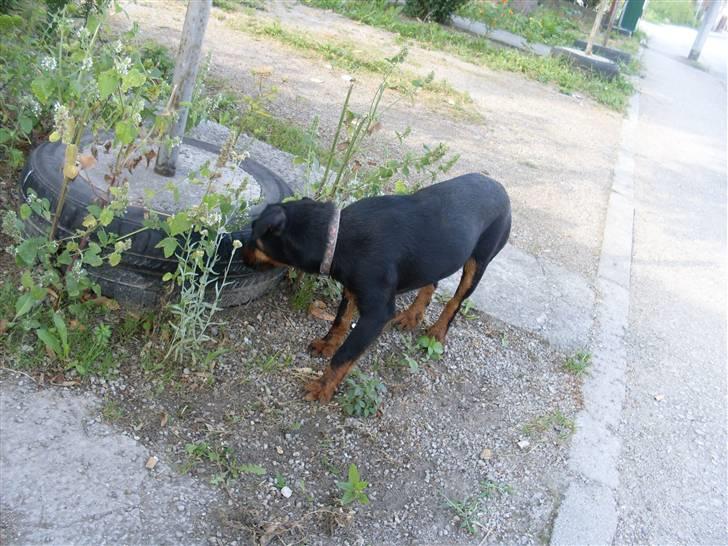 Ferie i Bosnien og kroatien - Den første hund jeg tog billeder af :) billede 63