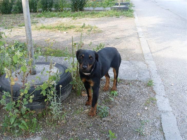 Ferie i Bosnien og kroatien billede 64