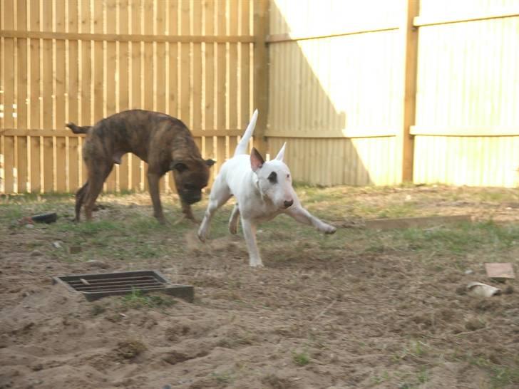 "Grimme" hunde... Eller Sjove om du vil...  billede 24