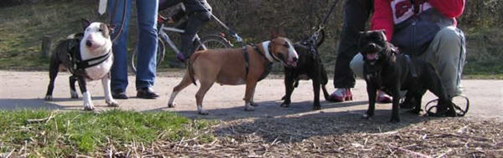 Devil og Nasty - De 4 dejlige hunde på tur. Leo, Lola, Nasty og Devil billede 27