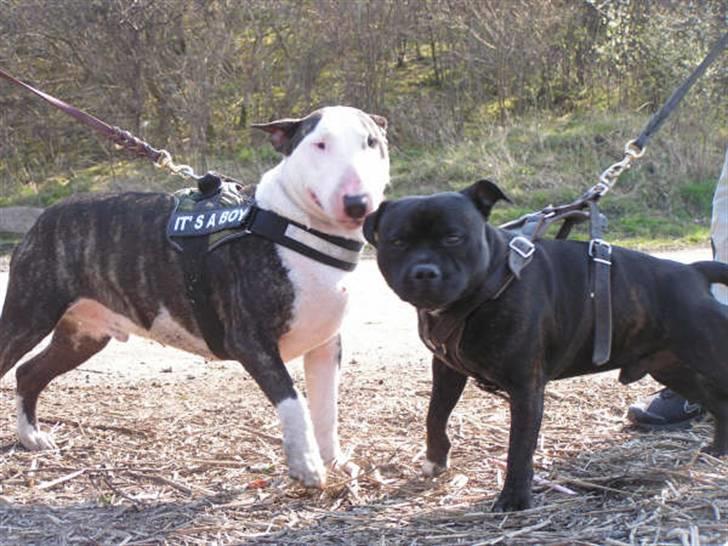 Devil og Nasty - Leo og Nasty billede 26