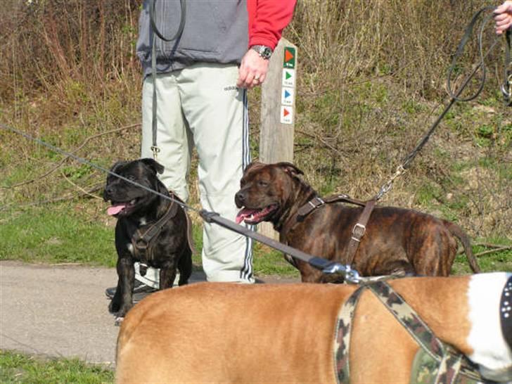 Devil og Nasty - Devil og Nasty på tur m. Leo og Lola billede 24