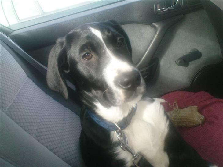 {{currentPhoto.altText}} billede {{currentPhoto.number}}