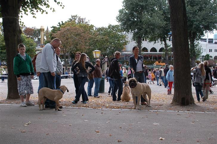 Hundens dag i tivoli billede 1