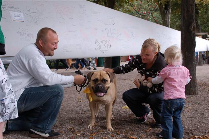 Hundens dag i tivoli billede 3