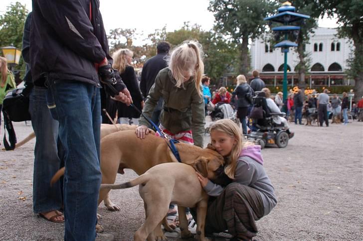 Hundens dag i tivoli billede 4