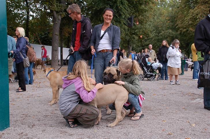 Hundens dag i tivoli billede 5