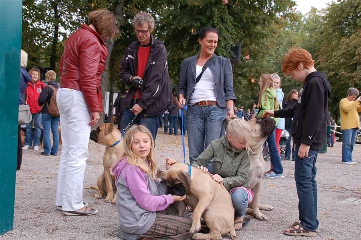 Hundens dag i tivoli billede 2