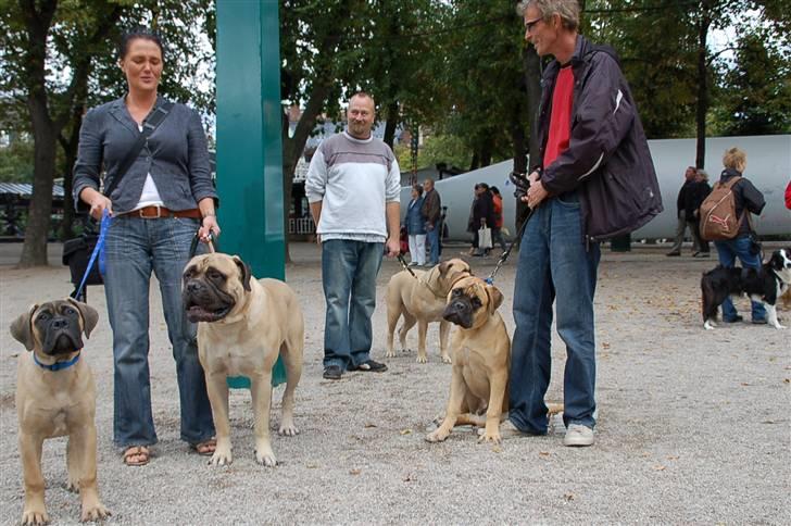 Hundens dag i tivoli billede 6