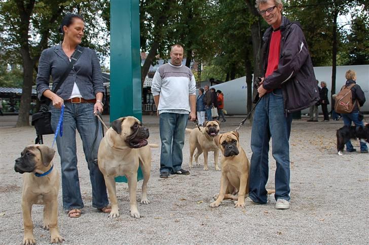 Hundens dag i tivoli billede 7