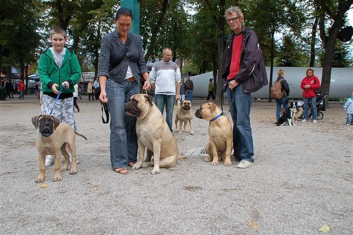 Hundens dag i tivoli billede 8