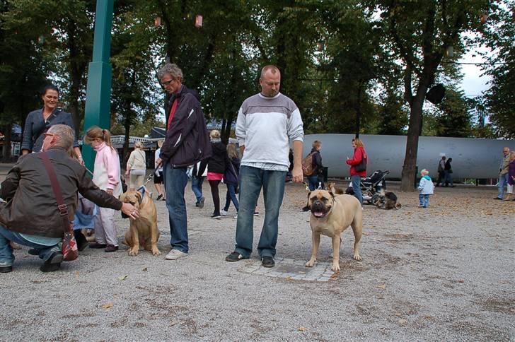Hundens dag i tivoli billede 9