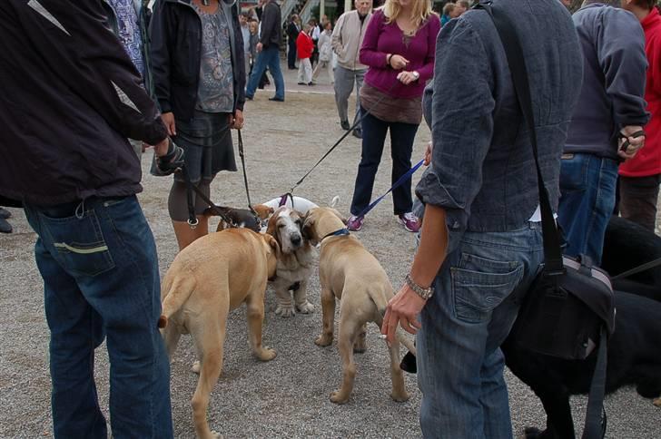 Hundens dag i tivoli billede 10