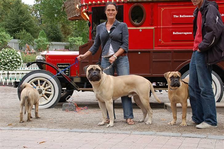 Hundens dag i tivoli billede 11