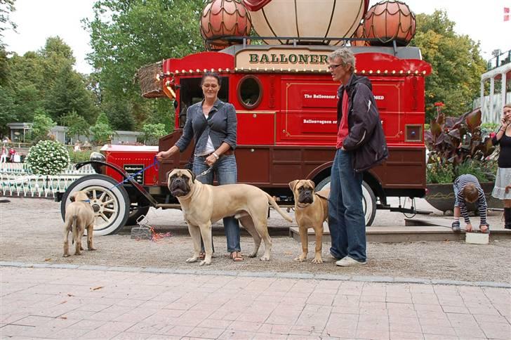 Hundens dag i tivoli billede 12