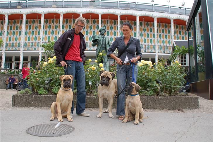 Hundens dag i tivoli billede 13