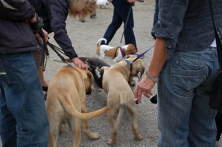 Hundens dag i tivoli billede 15