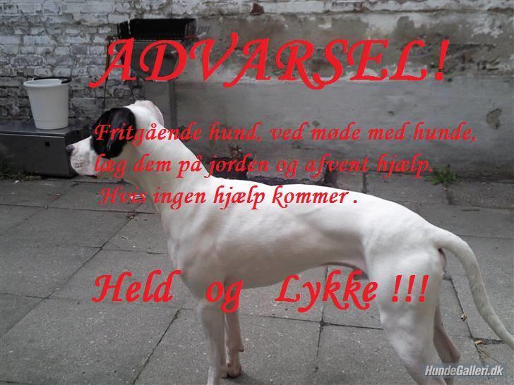 Hunde tegn og andre ting  billede 2