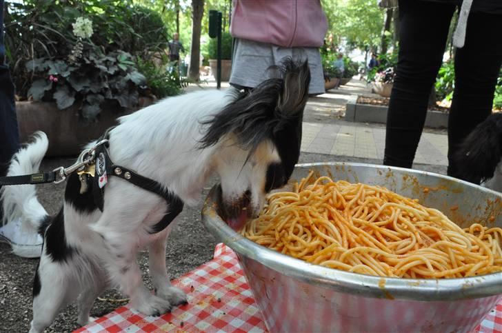 Hundens dag i tivoli - Diverse hund - Fotos fra * * B