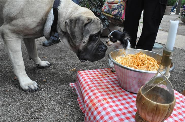 Hundens dag i tivoli - Diverse hund - Fotos fra * * B