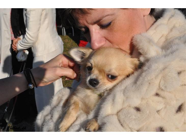 {{currentPhoto.altText}} billede {{currentPhoto.number}}