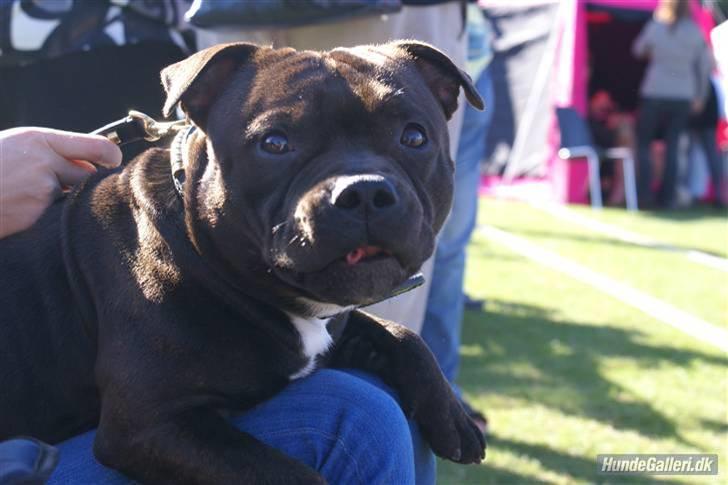 Udstilling i Brøndby billede 2