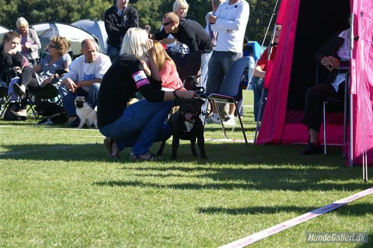 Udstilling i Brøndby billede 5