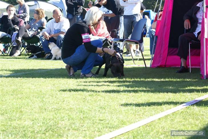 Udstilling i Brøndby billede 6