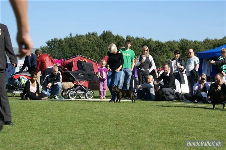 Udstilling i Brøndby billede 8