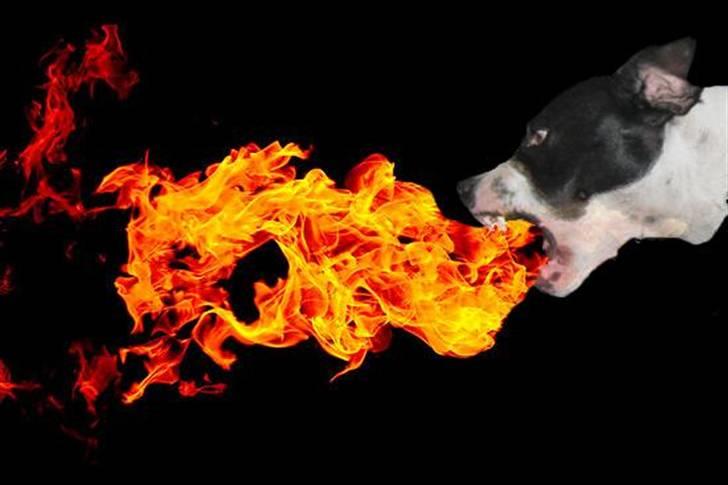 Mine billeder - Freja med sin drageånde ;) billede 5