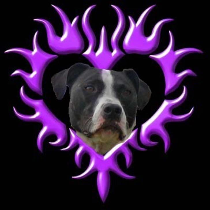 Mine billeder billede 6