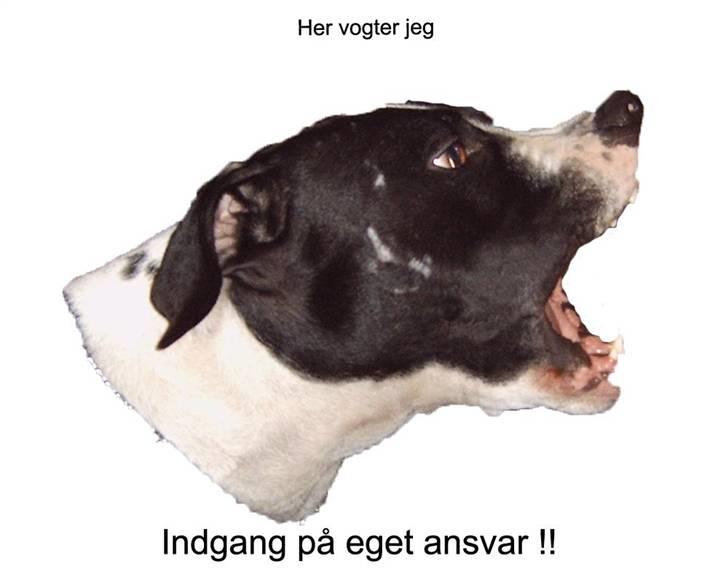 Mine billeder - Freja klippet ud af leg med Pablo :) men hun ser da lidt farlig ud *G* billede 7