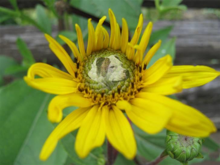 Mine billeder - Tantra min mors hund billede 15