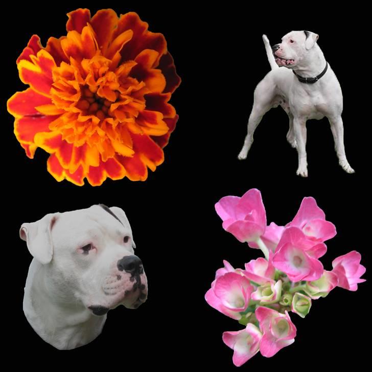 Mine billeder - Ticco min fars hund billede 16