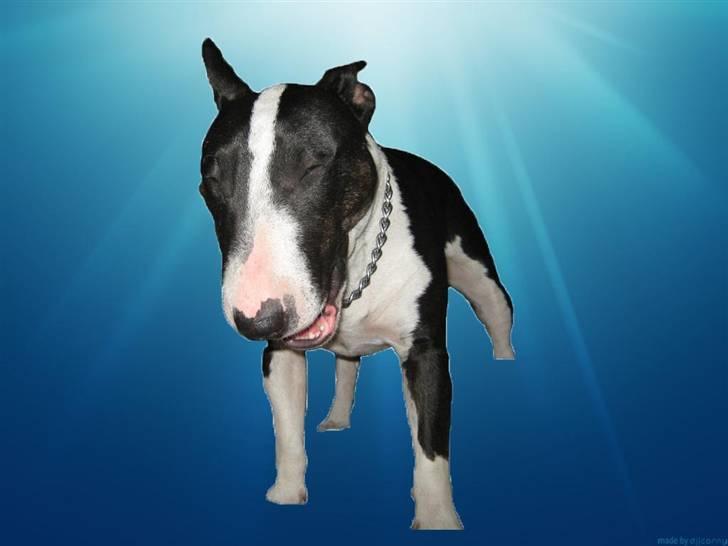 Mine billeder - Grinende Zita ;) billede 18