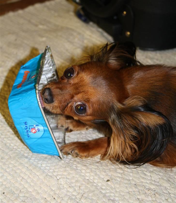 Kro inkompetence jeg er tørstig Zolo VS leverpostej - Diverse hund - Fotos fra Vicky M