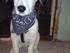 Snoopy