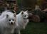 Kennel Shinbi, kennel Kisujin og Kennel Nezumi - Galia og jowina