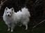 Kennel Shinbi, kennel Kisujin og Kennel Nezumi - Fanny