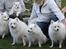 Kennel Shinbi, kennel Kisujin og Kennel Nezumi - Ja og så er det Line der gemmer sig

men ellers er det morfar Albert, oldefar Ricko, oldemor Shinnie, mormor Jowina